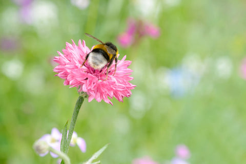 The problem with pesticides