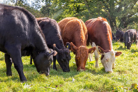 The Power of Grass: Why Our Animals Only Eat What Nature Intended