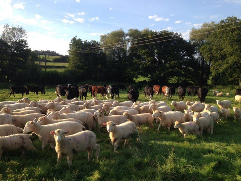A mindful way to rear livestock
