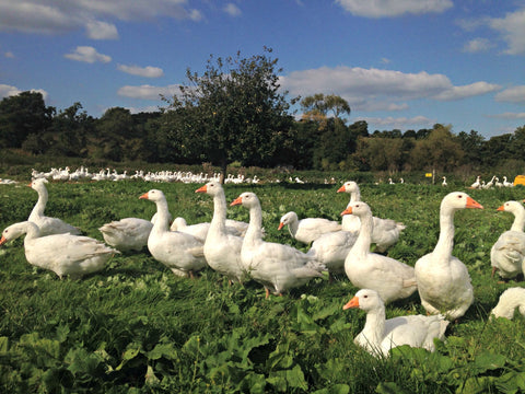 Farm2Fork Host The British Goose Producers Autumn Farm Walk, 13 October