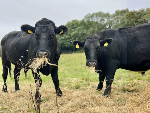 What is Organic Really? Cutting Through the Confusion