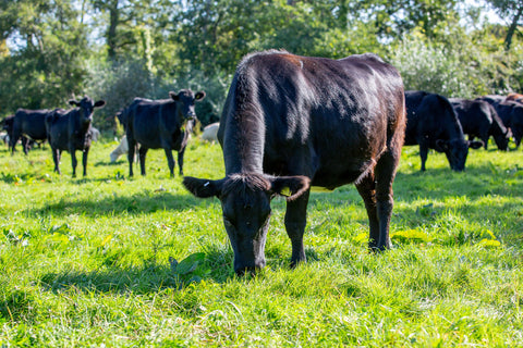 100% Grass-Fed Beef