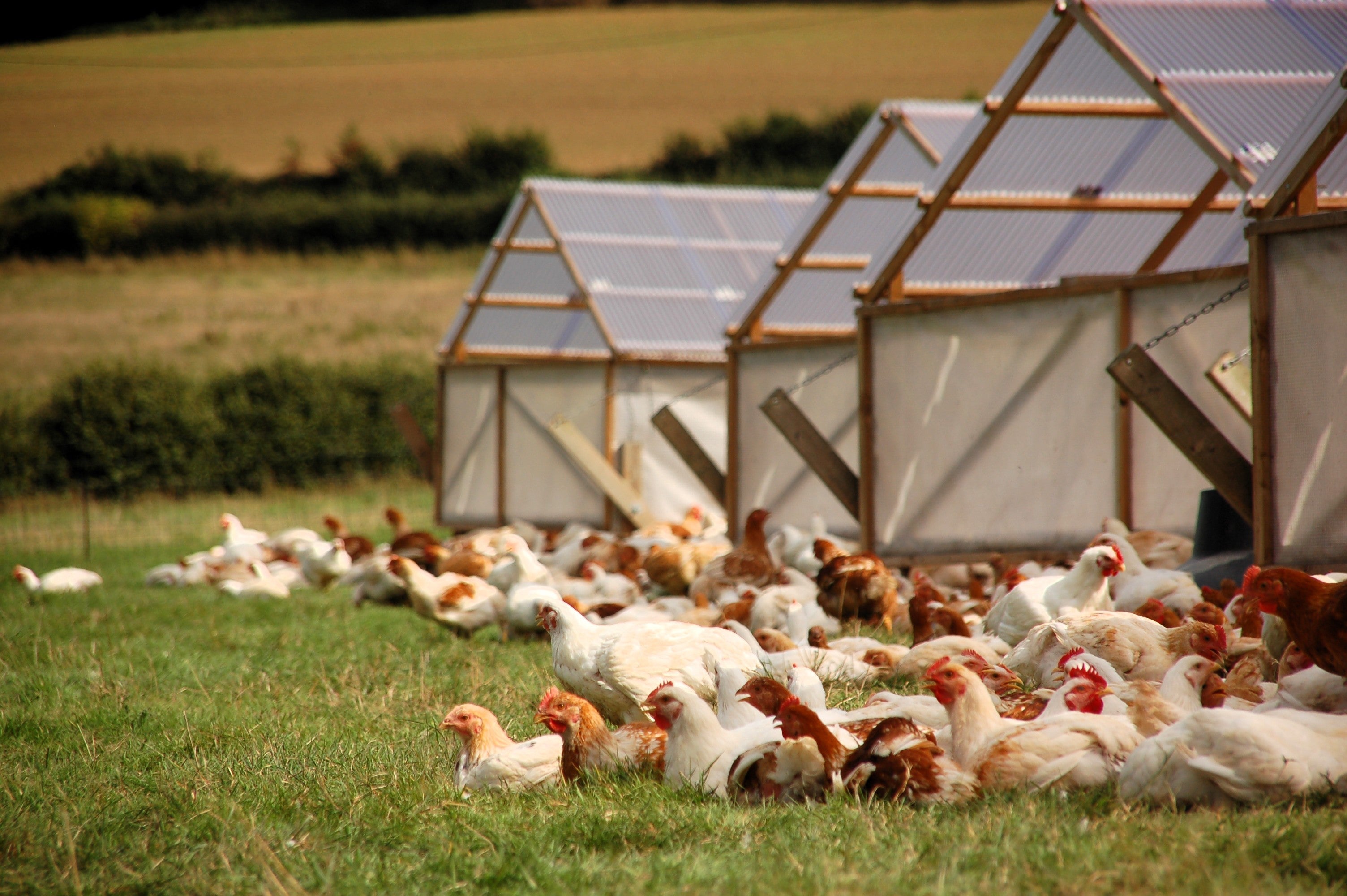 Free-range chickens grazing on lush pasture with mobile chicken coops in the background, illustrating rotational grazing