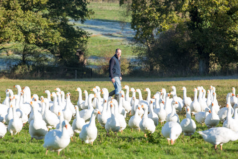 Man walking among a large group of geese in a grassy field with trees in the background