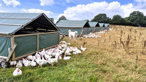 What Does Regenerative Farming Actually Do for the Planet?