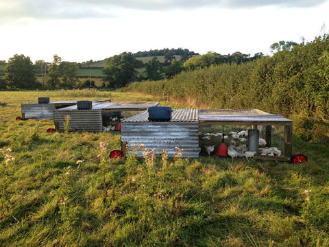 Pasture-Raised Chicken