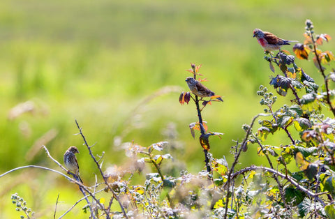 Flourishing Habitats and Wild Bird Populations