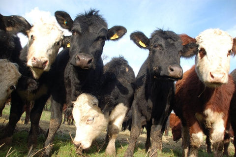 Winter on the farm - the livestock present their woolly coats!