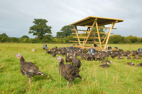 Pasture-raised turkey enterprise flying high!