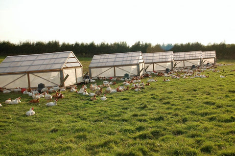 Keeping Ahead of Bird Flu 