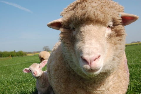 Why do we traditionally eat lamb at Easter?