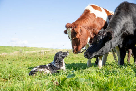 It’s official - organic farm status achieved!