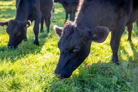 Our Cows, Your Meat: Grass-Fed Beef Explained
