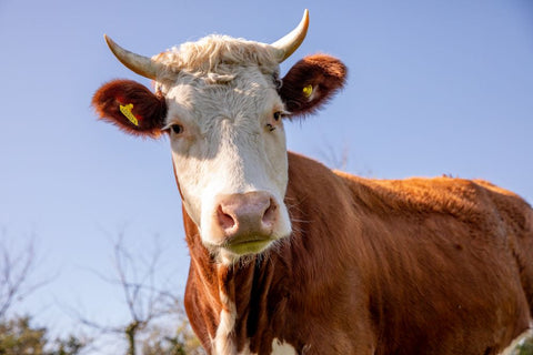 It’s not the cow, it’s the how