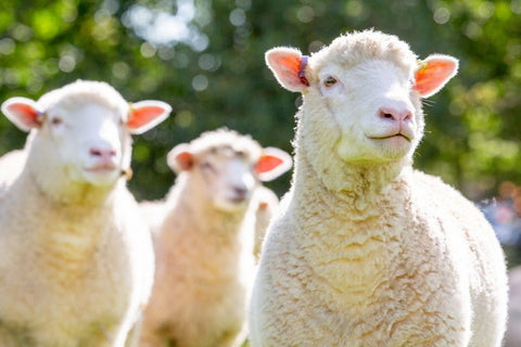 Who are ewe kidding? Why sheep are more intelligent than you think