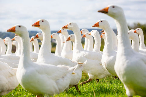 Locked in freshness & flavour with our frozen Christmas goose