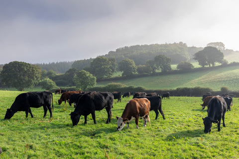 Grass-Fed vs Grain-Fed Beef: What's Really Different and Why Does It Matter?