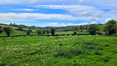 Farming with the Seasons: Supporting Animal Welfare at Dalditch Farm