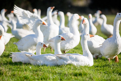 Why We Raise Our Turkeys and Geese Slowly and Outdoors