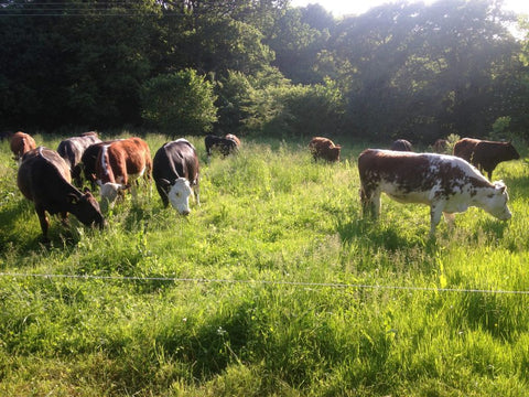 The ethics of grass-fed