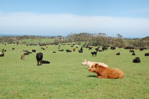 Tasmania