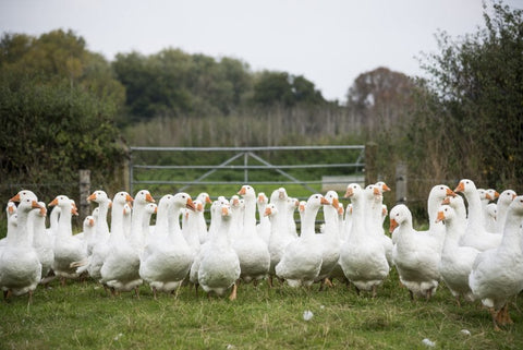 Farm2Fork played host to the British Goose Producers annual farm walk on Thursday, October 13