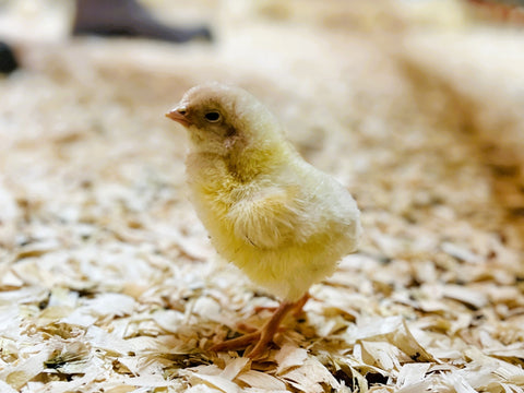 From Brooder to Pasture: How We Raise Chickens at Farm2Fork