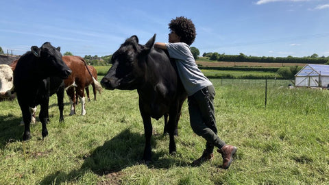 How now, brown cow? Our curious gentle giants
