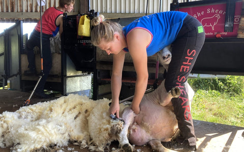 Spinning a merry yarn - the importance of shearing and uses of wool