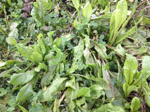 How herbs can help…!