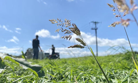 Small is beautiful – the resilience of independent producers