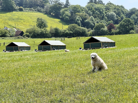 Pasture-Raised Poultry at Farm2Fork: What It Means & Why It Matters