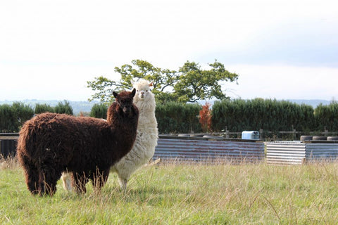 Alpacas take up their role as guardians on the farm
