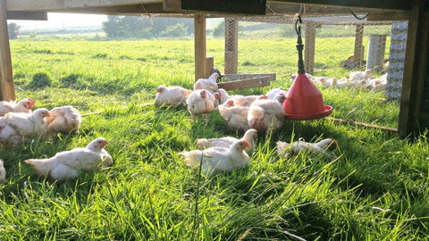 Why choose free range pasture-raised chicken?