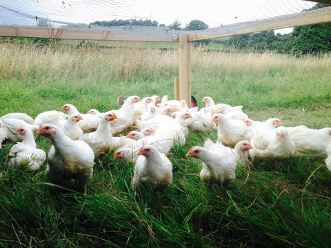 Why pasture-raised chickens need grain