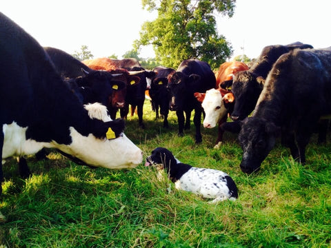 Join Our Pasture Walk, October 23