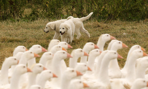 A guardian for the poultry - our new Maremma pups