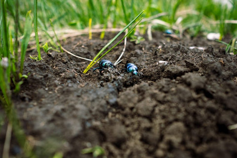 Going Underground – What’s Happening In Our Soil