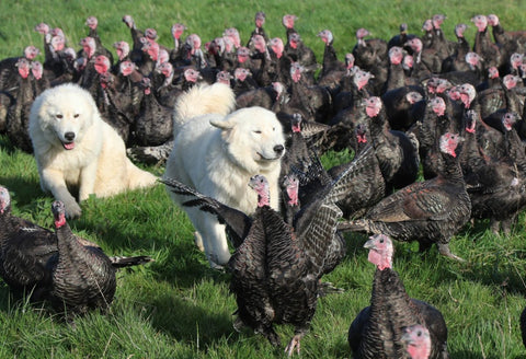 From pups to poultry protectors: Why our Maremma dogs are integral to the farm