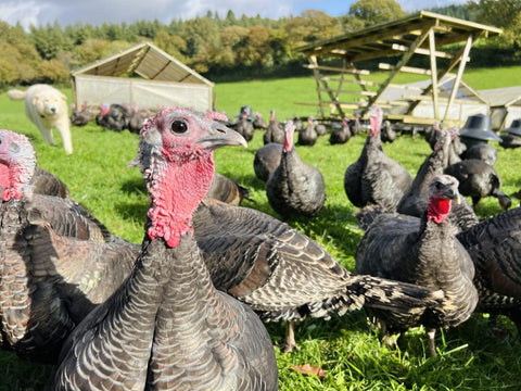 Discover Farm2Fork’s Organic, Pasture-Raised Christmas Turkeys