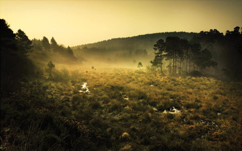 Supporting the rare and special habitats of the East Devon Pebblebed Heaths