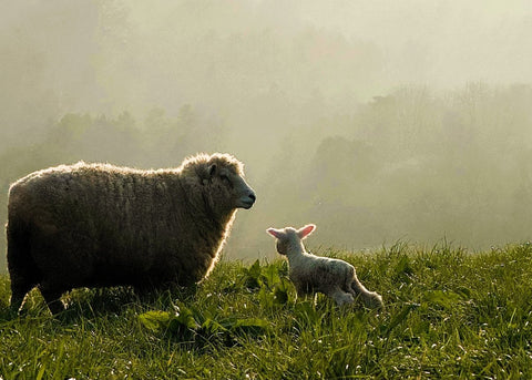 SPRING AWAKENING: What the New Season Means on the Farm
