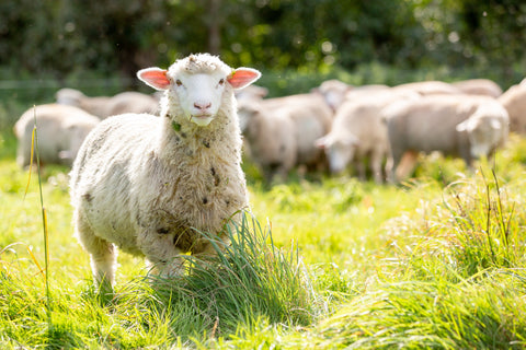 100% Grass-Fed Lamb & Mutton