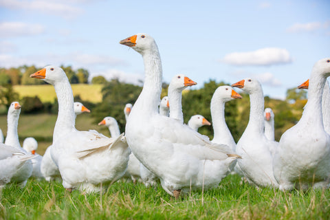 Organic Pasture-Raised Goose