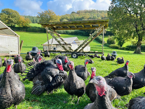 Organic Pasture-Raised Turkey