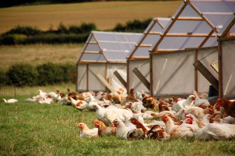 Organic Pasture-Raised Chicken
