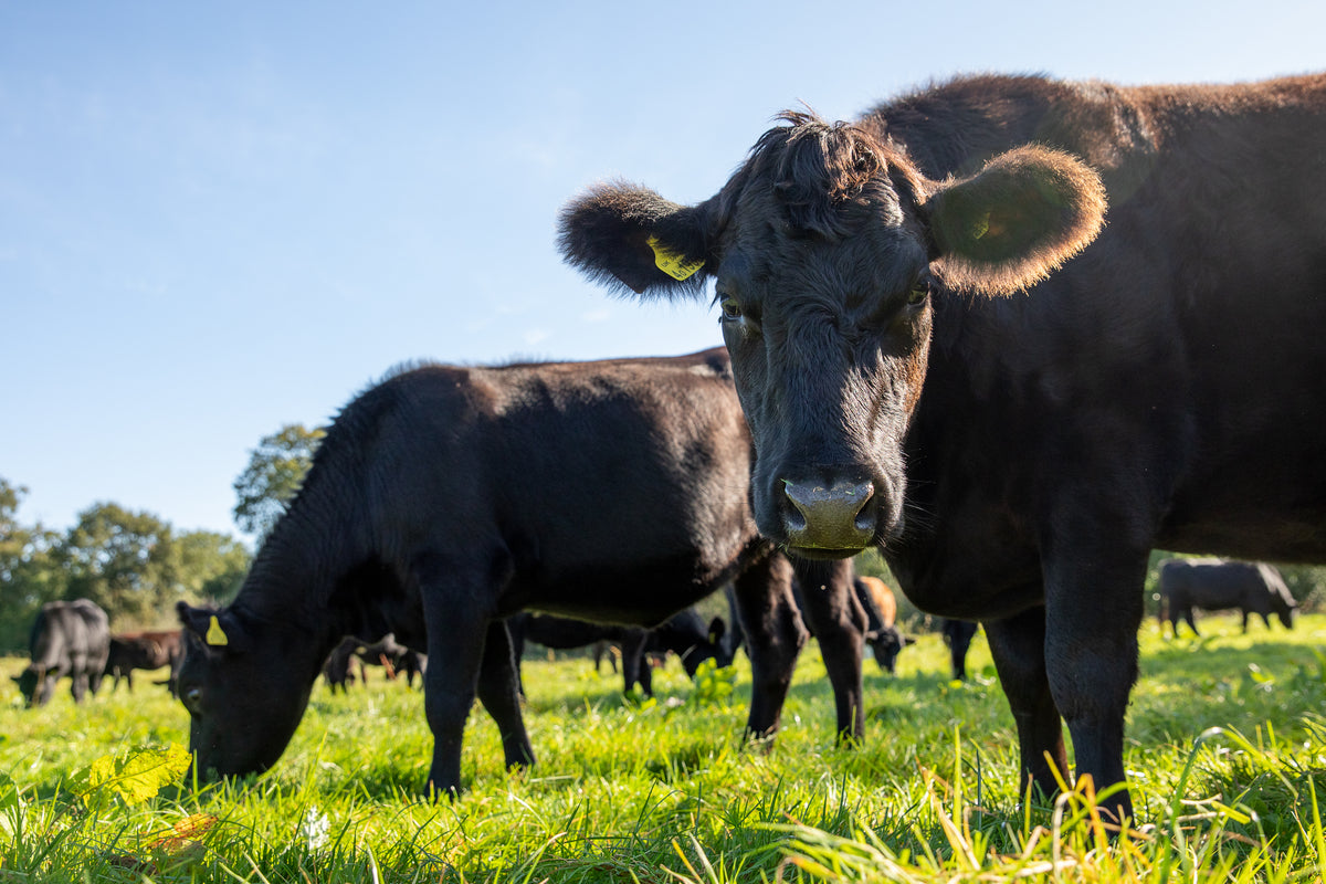 Farm2Fork | Organic Grass-Fed & Pasture-Raised Meat from Devon