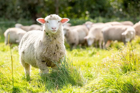 100% Grass-Fed Lamb & Mutton