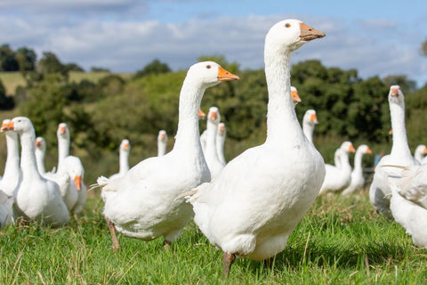 Organic Pasture-Raised Goose