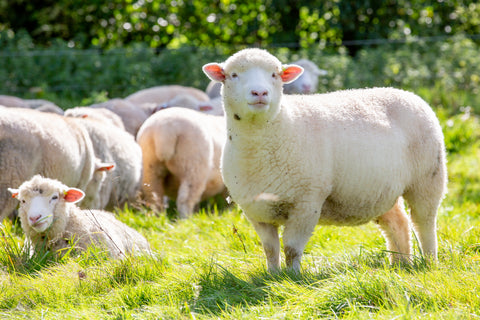 Happier Animals, Healthier Meat, Better For Nature